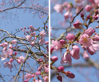 桜のお便り①　咲き始めました。