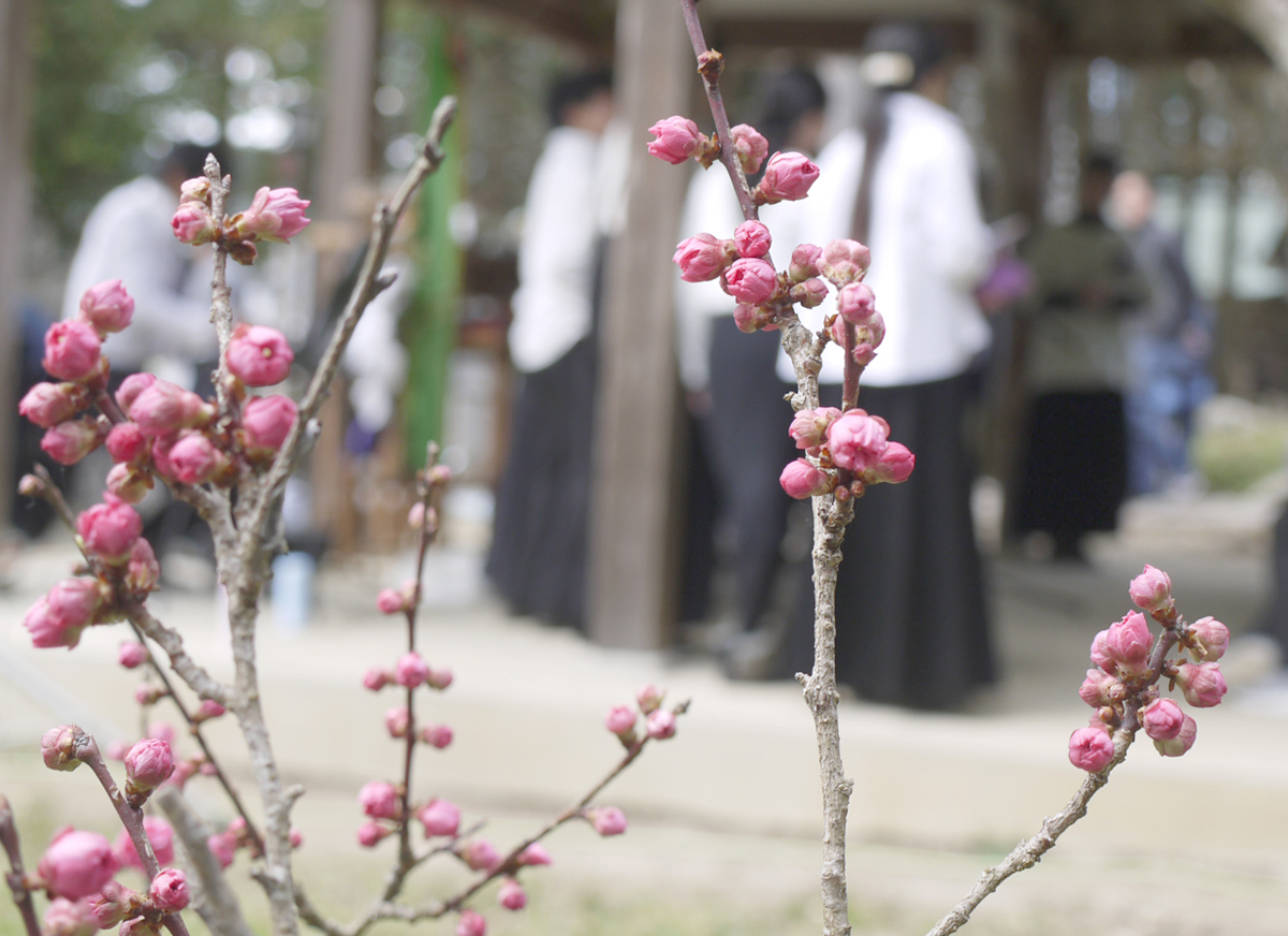 遅咲き紅梅のつぼみ膨らむ側で、梅花祭を齋行しました。