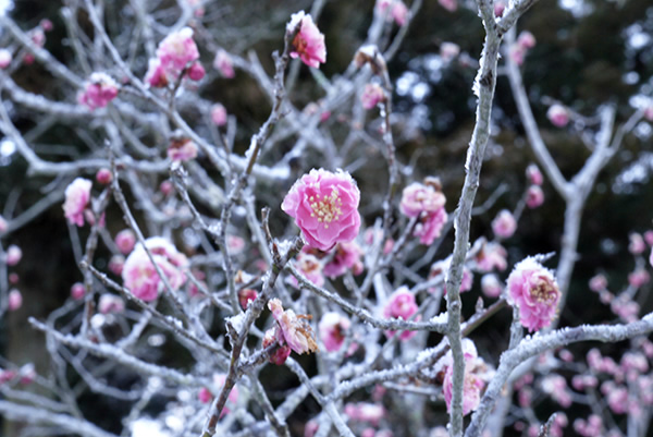 「梅の雪」2月境内の梅が咲き始める