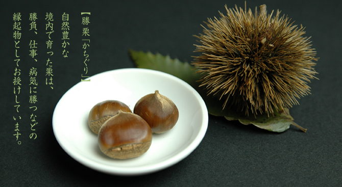 勝栗（かちぐり）自然豊かな境内で育った栗は、勝負、仕事、病気に勝つなどの縁起物としてお授けしています。