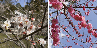  3月25日(日) 梅花祭を齋行します。 
