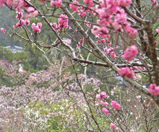 桜のお便り①　咲き始めました。