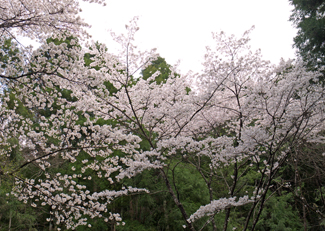 桜のお便り②　満開と花びら舞い始めも。