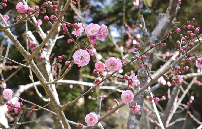  3月24日(日) 梅花祭を齋行します。 