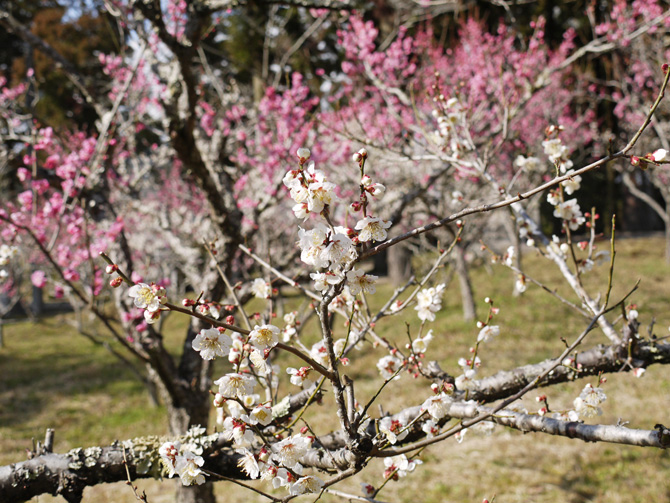 生身天満宮の梅便り  開花情報　vol.５