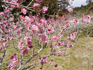 生身天満宮の梅便り  開花情報　vol.５
