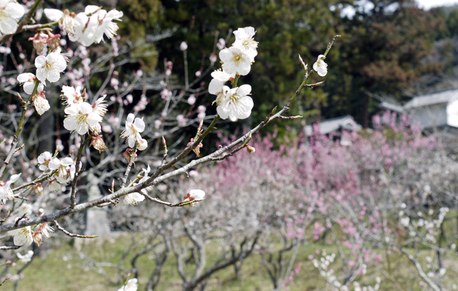 お日様ぽかぽかの春日和、梅花祭を齋行しました。