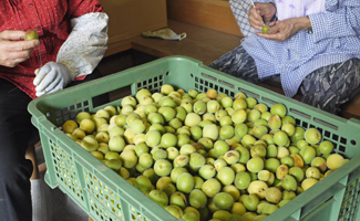 合格梅、漬込み完了しました。