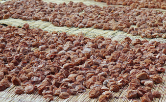 合格梅、漬込み完了しました。