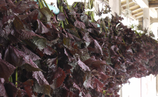 合格梅、漬込み完了しました。