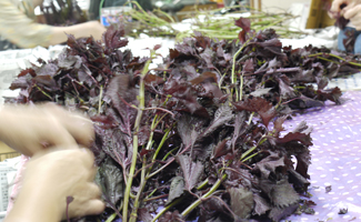 合格梅、漬込み完了しました。