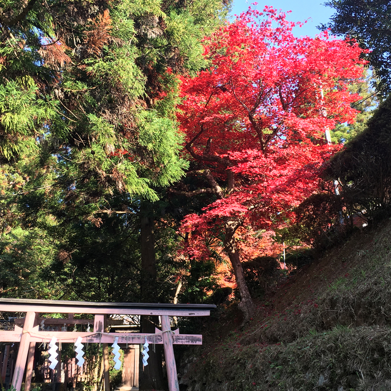 天神山の紅葉、見頃を迎えています。