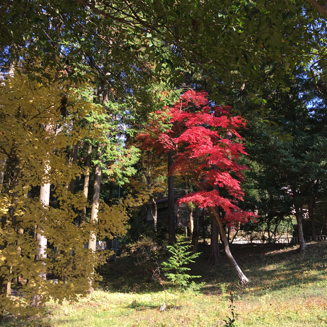 紅葉が見頃を迎えています。