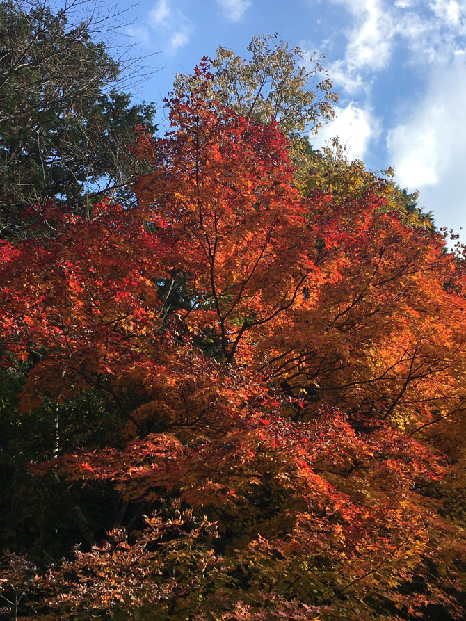 紅葉が見頃を迎えています。