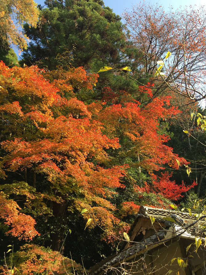 紅葉が見頃を迎えています。