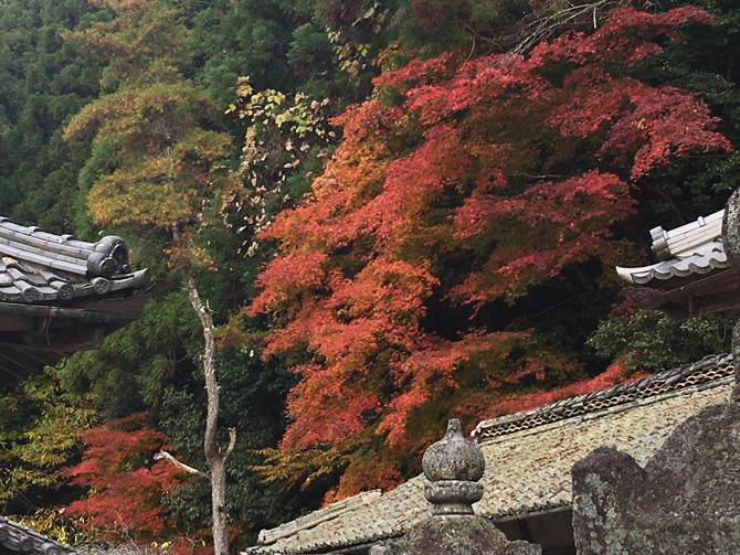 紅葉が見頃を迎えています。