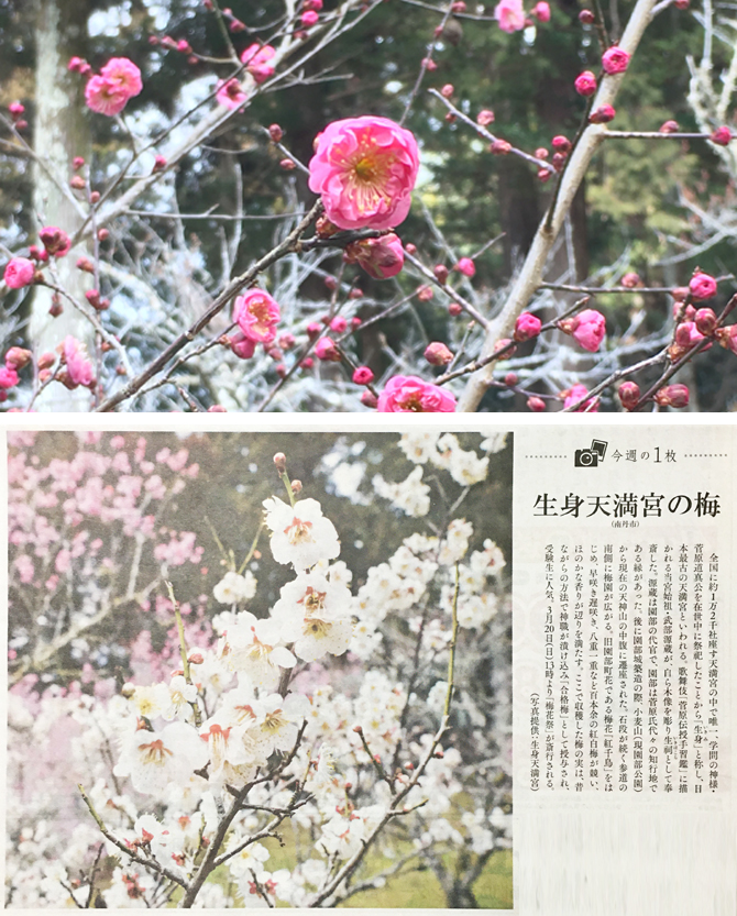 生身天満宮 令和４年 梅便り vol.１