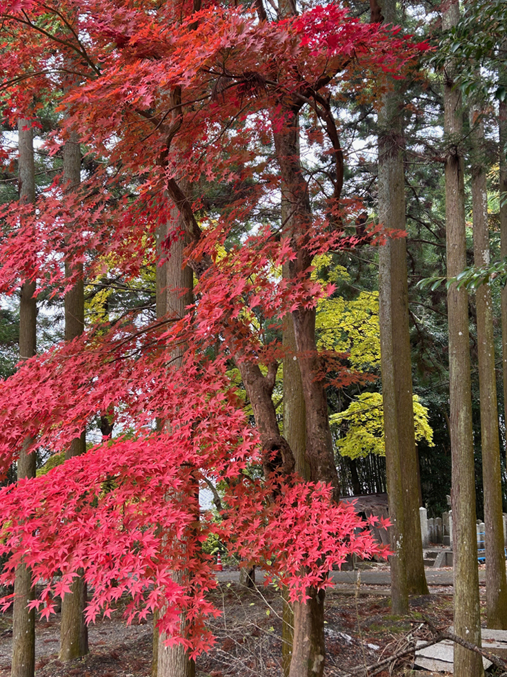 紅葉が見頃を迎えています。