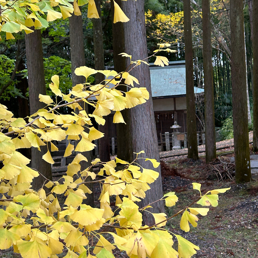 紅葉が見頃を迎えています。